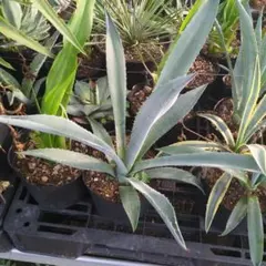 2026年最新】アガベ アメリカーナ 大株の人気アイテム - メルカリ