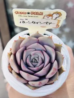 2026年最新】ファームパルクの人気アイテム - メルカリ