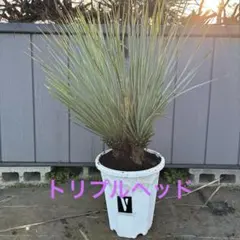 2026年最新】ロストラータ ヘッドの人気アイテム - メルカリ