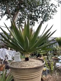 2026年最新】ユッカ グロリオサの人気アイテム - メルカリ