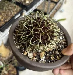 2026年最新】Brachystelmaの人気アイテム - メルカリ