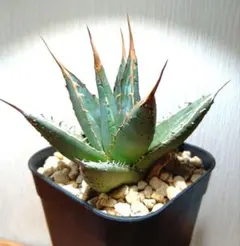 2026年最新】アガベ裏棘の人気アイテム - メルカリ