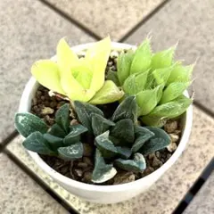 2026年最新】アロエ 植物の人気アイテム - メルカリ