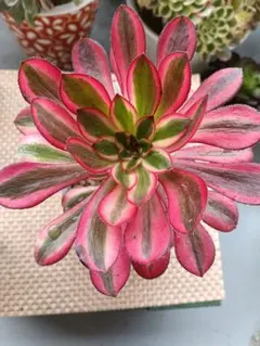 2026年最新】アエオニウム シャネルの人気アイテム - メルカリ