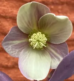 クリスマスローズ 原種 オドルス① シングル 緑 香り有り - メルカリ