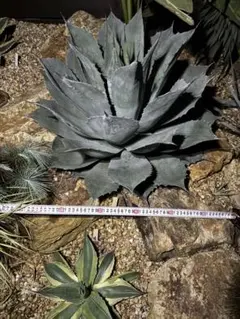 2026年最新】アガベモンタナの人気アイテム - メルカリ