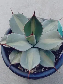 2026年最新】アガベジャックポットの人気アイテム - メルカリ