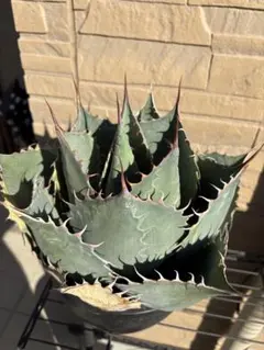 2026年最新】アガベ パラサナ錦 ファイヤーボールの人気アイテム