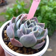 2026年最新】Miyaさん苗の人気アイテム - メルカリ