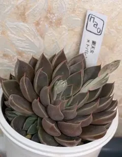 2026年最新】優木園の人気アイテム - メルカリ