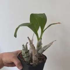 2026年最新】たけのこ蘭の人気アイテム - メルカリ