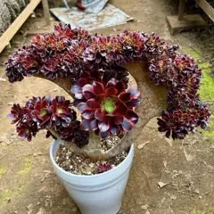 2026年最新】アエオニウム 綴化の人気アイテム - メルカリ