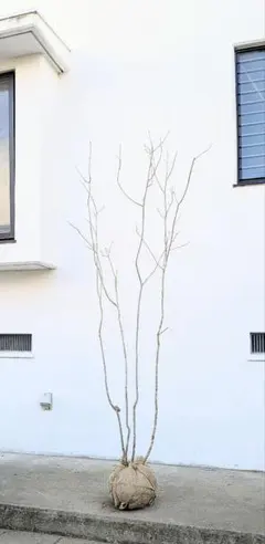 2026年最新】アオダモ 山採りの人気アイテム - メルカリ