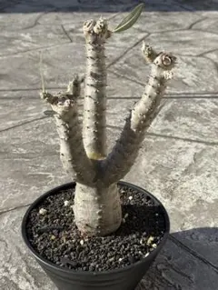 2026年最新】サンデルシー パキポディウムの人気アイテム - メルカリ