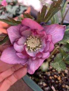 2026年最新】クリスマスローズ ソレイユの人気アイテム - メルカリ