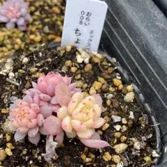 2026年最新】おらいさん苗 ちょこんの人気アイテム - メルカリ