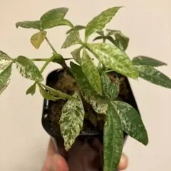 2026年最新】パキラミルキーウェイ 実生 二股の人気アイテム - メルカリ