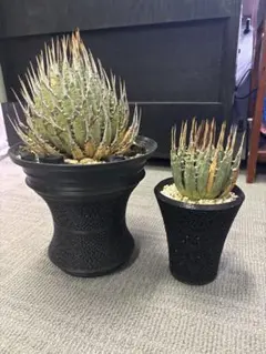 2026年最新】エボリスピナ 現地の人気アイテム - メルカリ