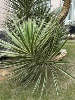 2026年最新】センジュランの人気アイテム - メルカリ