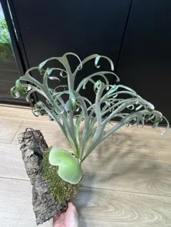 2026年最新】アルマダドワーフの人気アイテム - メルカリ