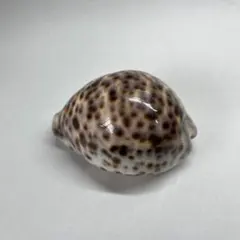 2026年最新】タカラガイの人気アイテム - メルカリ