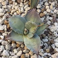 2026年最新】アガベジャックポットの人気アイテム - メルカリ