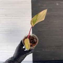 2026年最新】フィロデンドロン ストロベリーシェイクの人気アイテム