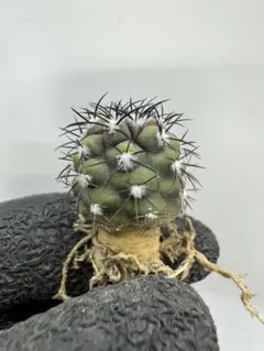 2026年最新】コピアポア グリセオビオラセアの人気アイテム - メルカリ