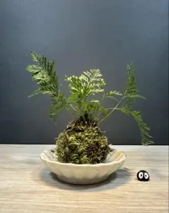 2026年最新】着生シダ植物の人気アイテム - メルカリ