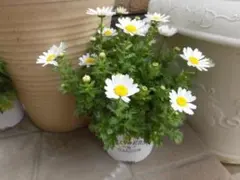 2026年最新】ノースポール苗の人気アイテム - メルカリ