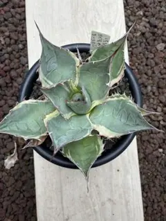 2026年最新】オバティ シースターの人気アイテム - メルカリ