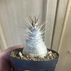 2026年最新】パキポディウム レアリーの人気アイテム - メルカリ