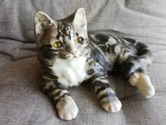 2026年最新】ケンジントン キャットの人気アイテム - メルカリ