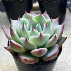 2026年最新】チワワエンシス×コロラータの人気アイテム - メルカリ