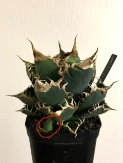 2026年最新】シチリア アガベの人気アイテム - メルカリ