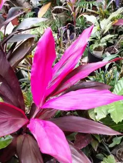 2026年最新】赤ドラセナの人気アイテム - メルカリ