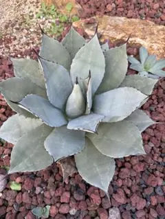 2026年最新】姫吉祥天の人気アイテム - メルカリ