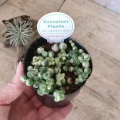 2026年最新】斑入りグリーンネックレス マーブルネックレスの人気