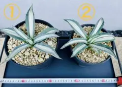 2026年最新】アガベ アメリカーナ 大株の人気アイテム - メルカリ