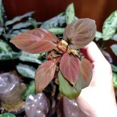 2026年最新】ホマロメナ Homalomenaの人気アイテム - メルカリ