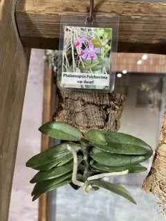 2026年最新】 ファレノプシス 原種の人気アイテム - メルカリ