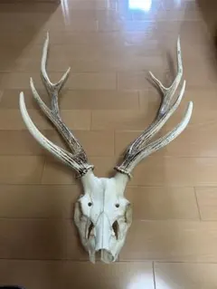 2026年最新】蝦夷鹿 頭蓋骨の人気アイテム - メルカリ