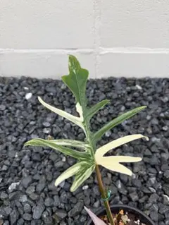 2026年最新】フィロデンドロン トータムの人気アイテム - メルカリ