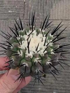 2026年最新】黒王丸 現地球の人気アイテム - メルカリ