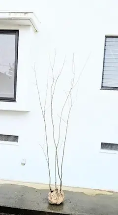 2026年最新】アオダモ 山採りの人気アイテム - メルカリ