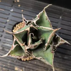 2026年最新】アガベ 白鯨 ボールの人気アイテム - メルカリ