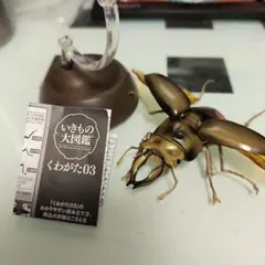2026年最新】オウゴンオニクワガタの人気アイテム - メルカリ