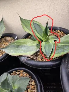 2026年最新】オバティフォリアキラーの人気アイテム - メルカリ