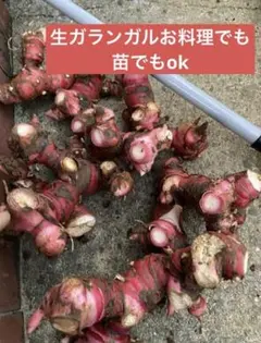 2026年最新】ガランガル苗の人気アイテム - メルカリ