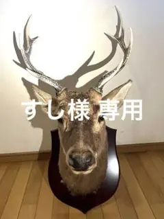 2026年最新】鹿剥製 壁掛けの人気アイテム - メルカリ